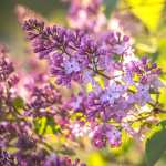 Nature Lilac 2023