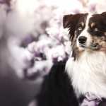 Animal Border Collie desktop wallpaper