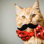 Animal Cat wallpapers hd