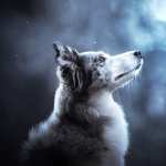 Animal Dog mobile wallpapers