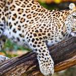 Animal Leopard 2023