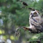 Animal Owl wallpaper