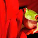 Animal Red-eyed Tree Frog wallpapers