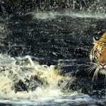 Animal Tiger new wallpapers