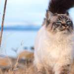 Depth Of Field Animal Cat image