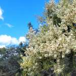 Floral Closeup - White Flowers image