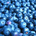 Food Blueberry PC wallpapers