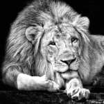 Majestic Lion wallpaper