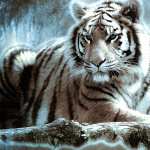 Majestic White Tiger desktop wallpaper