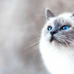 Animal Cat 1080p