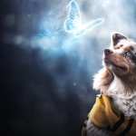 Animal Dog free download