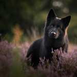 Animal German Shepherd wallpapers hd