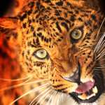 Animal Leopard wallpapers hd