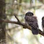 Animal Owl 1080p