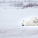 Animal Polar Bear wallpapers for android