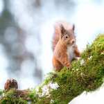 Animal Squirrel new wallpapers