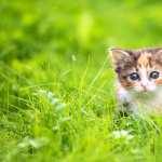 Kitten Animal Cat mobile wallpapers