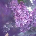 Nature Lilac widescreen