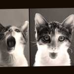 Animal Cat new wallpaper