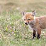 Animal Fox high definition wallpapers