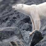 Animal Polar Bear 2023