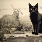 Majestic Black Cat PC wallpapers