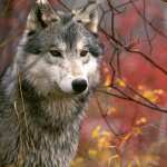 Majestic Wolf download wallpaper