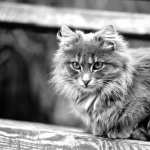 Animal Cat PC wallpapers