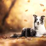 Animal Dog download wallpaper