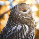 Animal Owl wallpapers for desktop