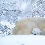 Animal Polar Bear high definition photo
