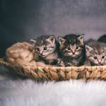 Kitten Animal Cat wallpapers