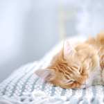 Sleeping Animal Cat wallpapers for iphone