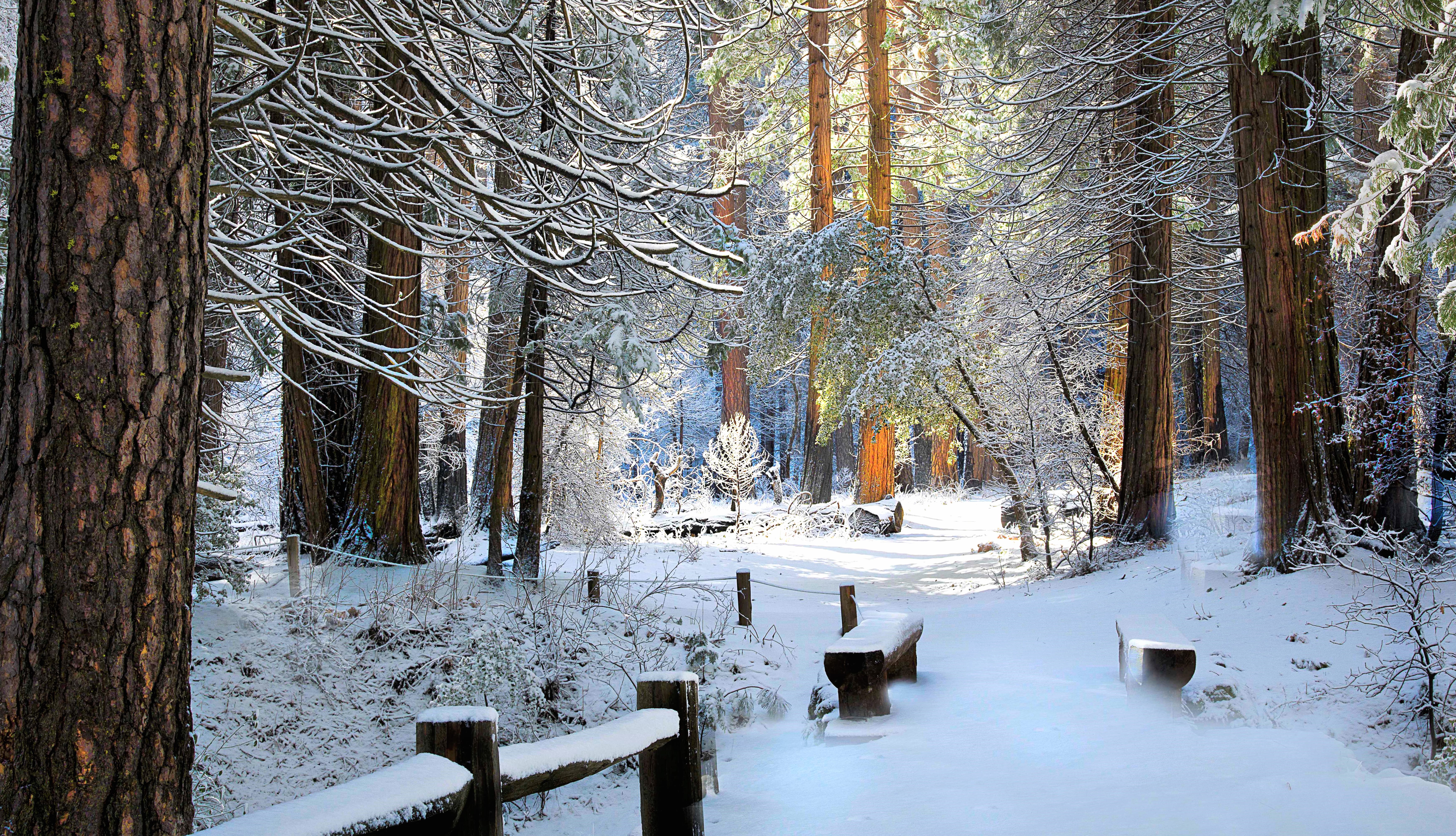 8K Ultra HD Winter Forest Bench at 2560 x 1440 HD size wallpapers HD quality