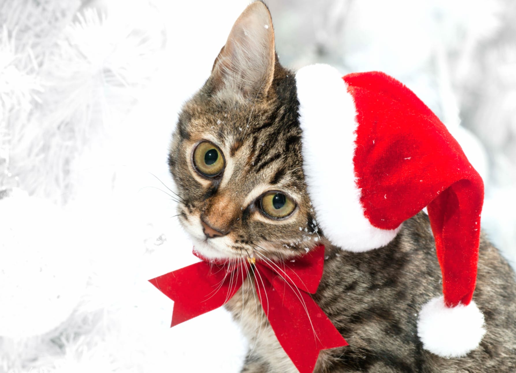 Adorable Christmas Cat in Santa Hat - at 640 x 960 iPhone 4 size wallpapers HD quality