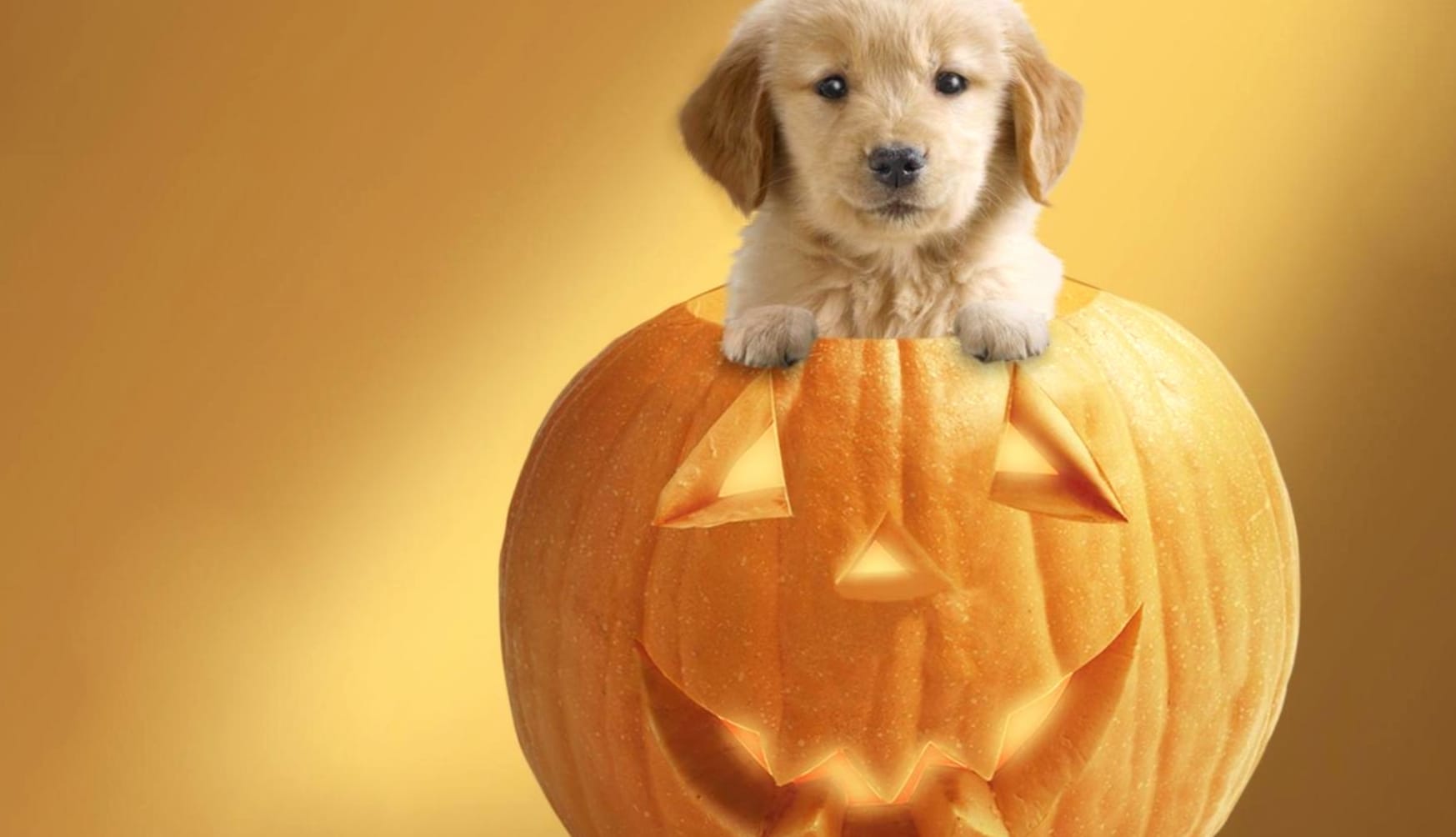 Adorable Halloween Puppy wallpapers HD quality