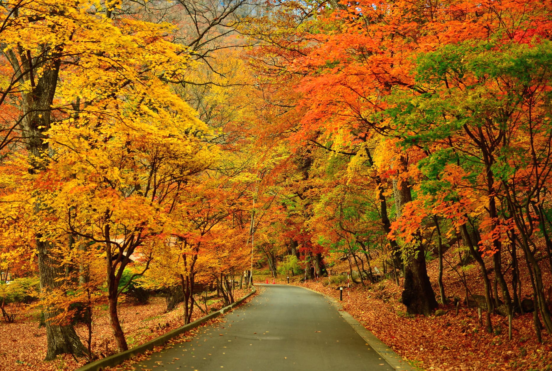 Autumn Bliss A Serene of Fall Foliage wallpapers HD quality