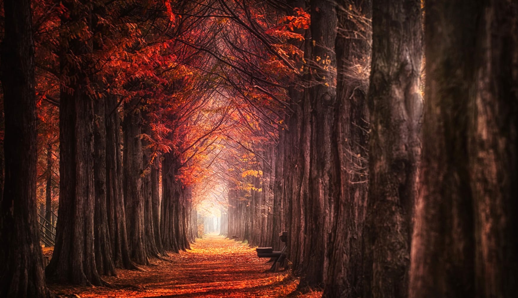 Autumn Forest Path - at 640 x 960 iPhone 4 size wallpapers HD quality