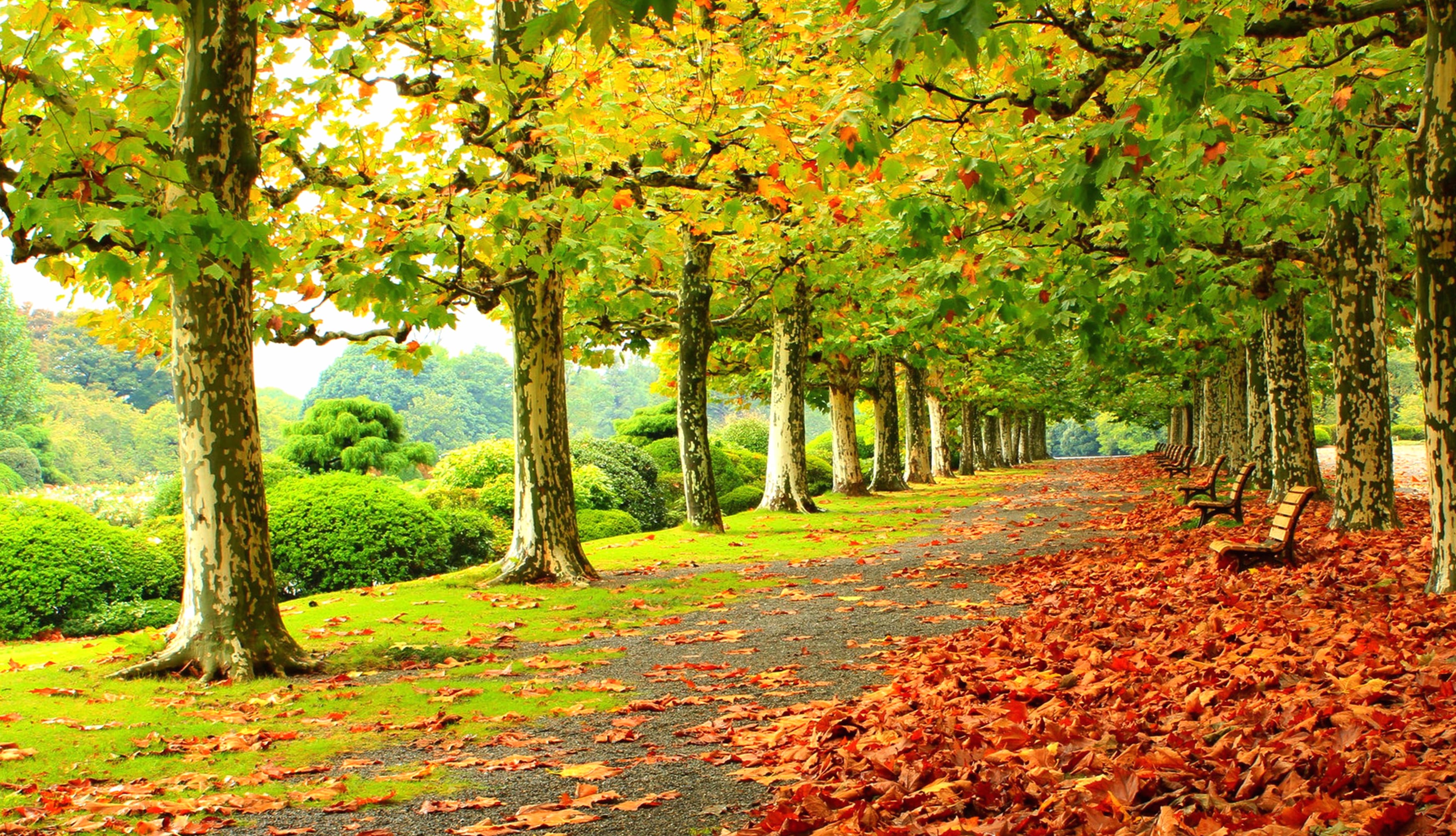 Autumn Park Serenity - wallpapers HD quality