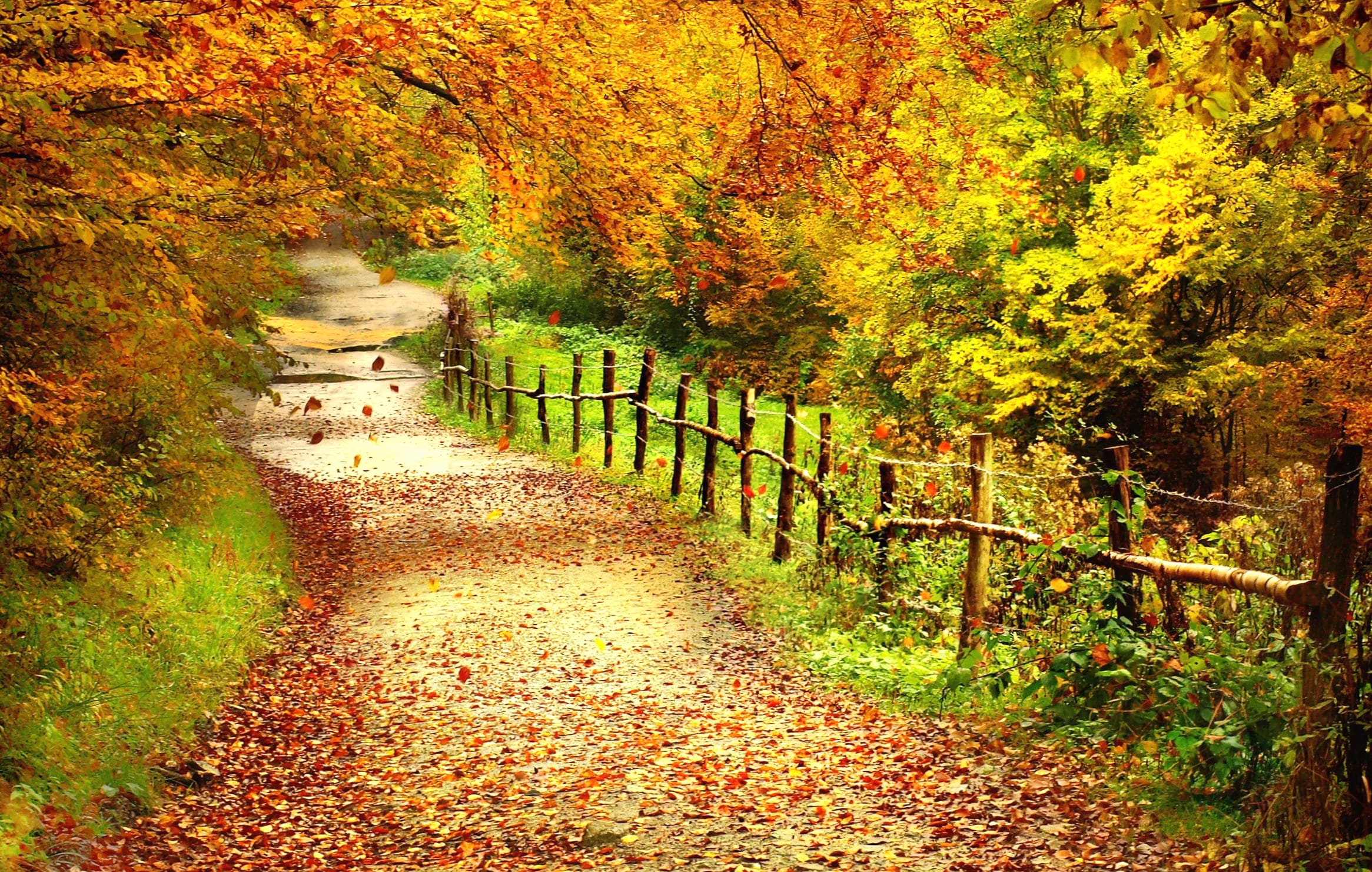 Autumn Pathway HD Fall Photography Wallpaper wallpapers HD quality