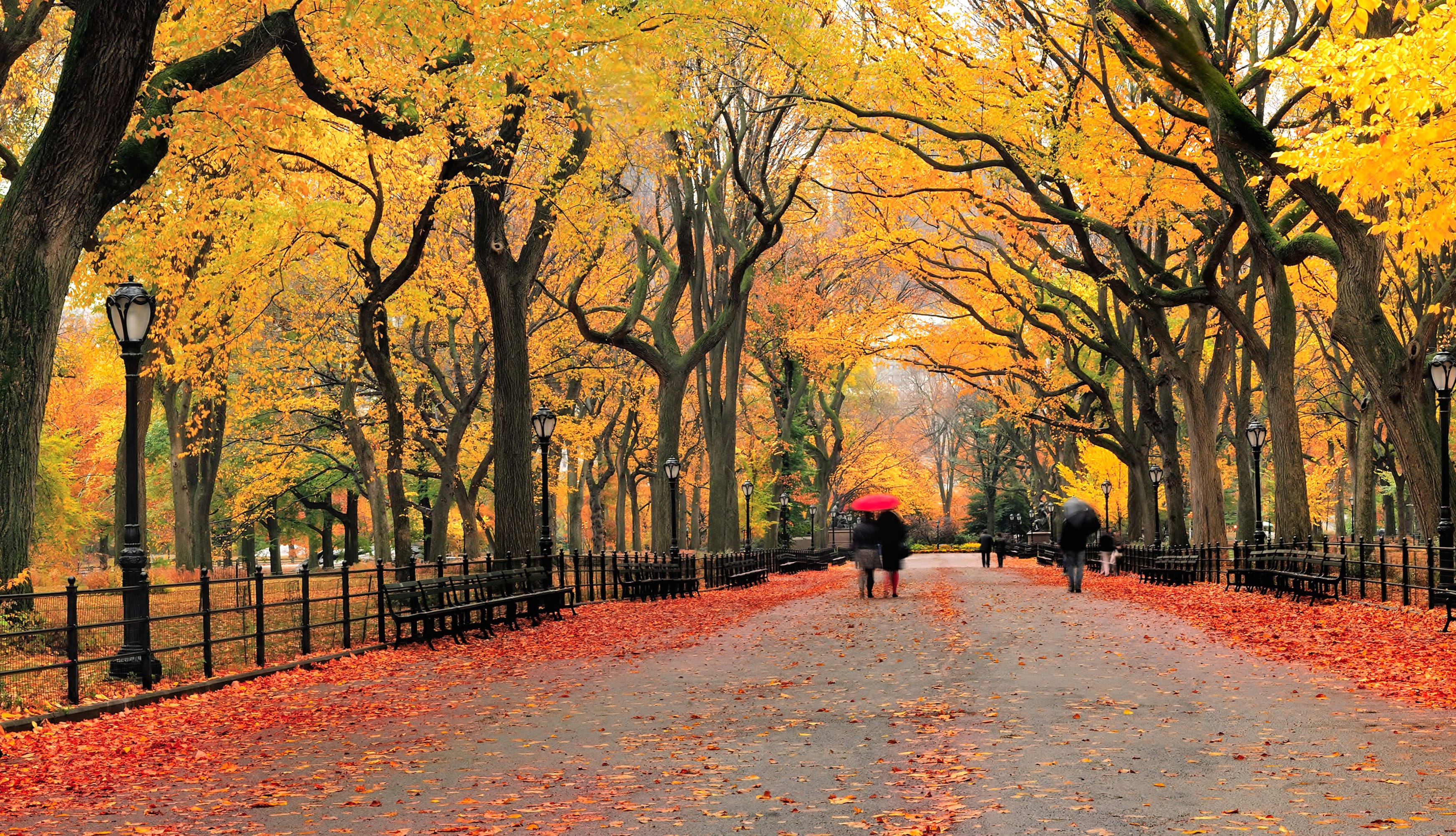 Autumn Stroll in wallpapers HD quality