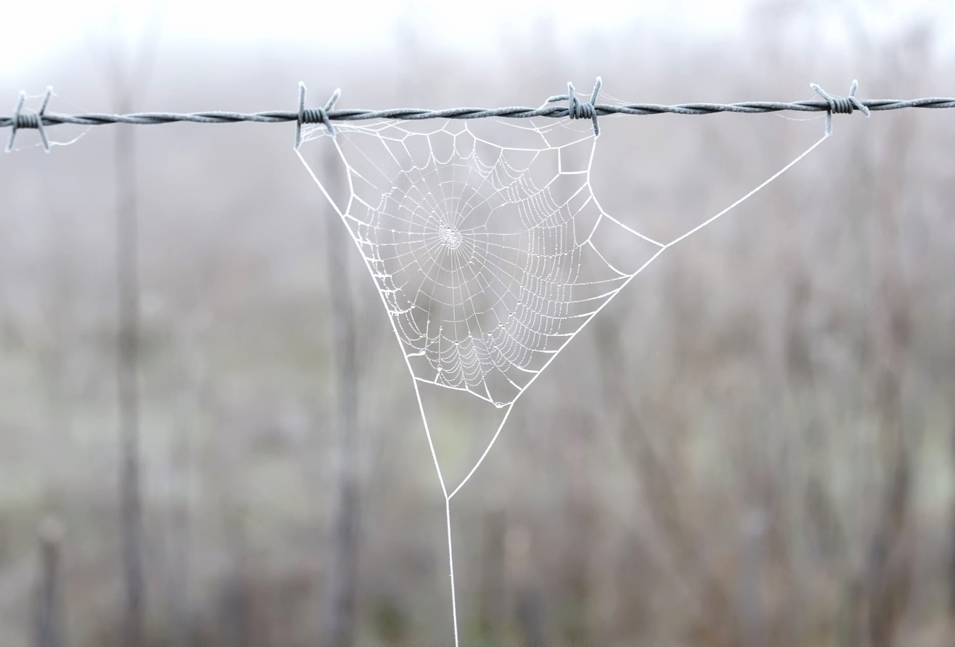 Barb Wire Blur Photography Spider Web wallpapers HD quality