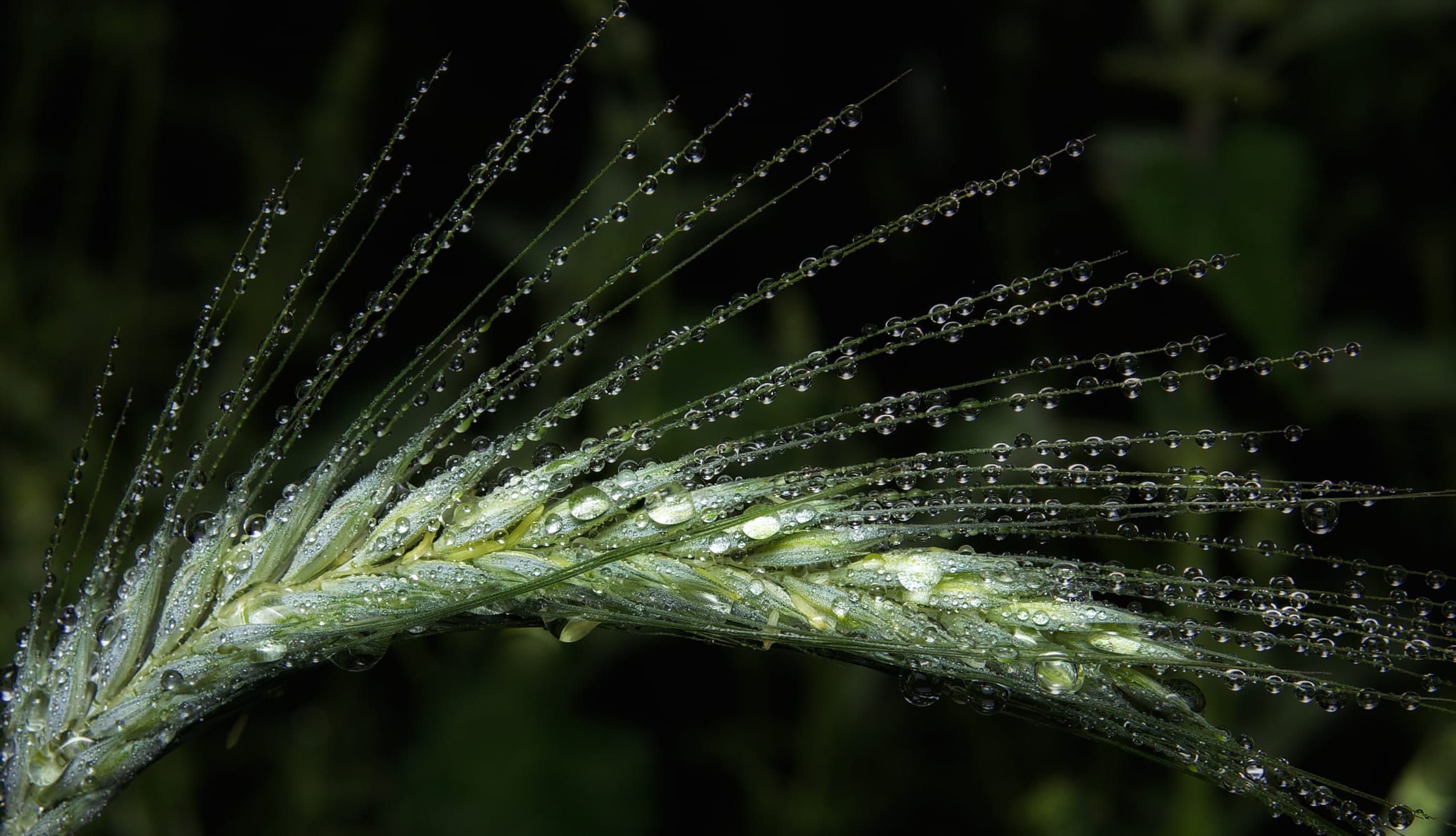 Barley wallpapers HD Barley wallpapers HD quality