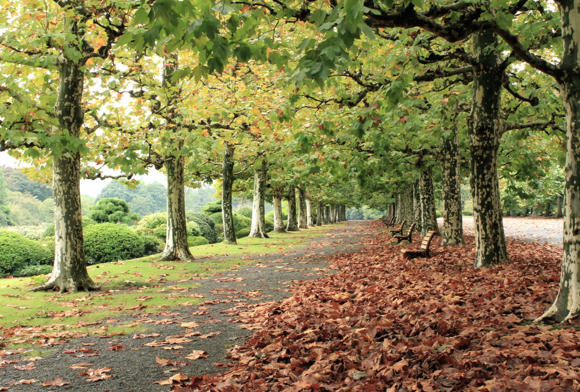 Bench Tree-lined Walkway Tree Fall Nature Photography Park wallpapers HD quality