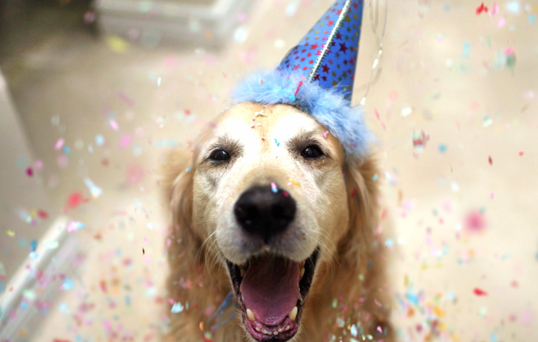 Birthday Dog Celebration wallpapers HD quality