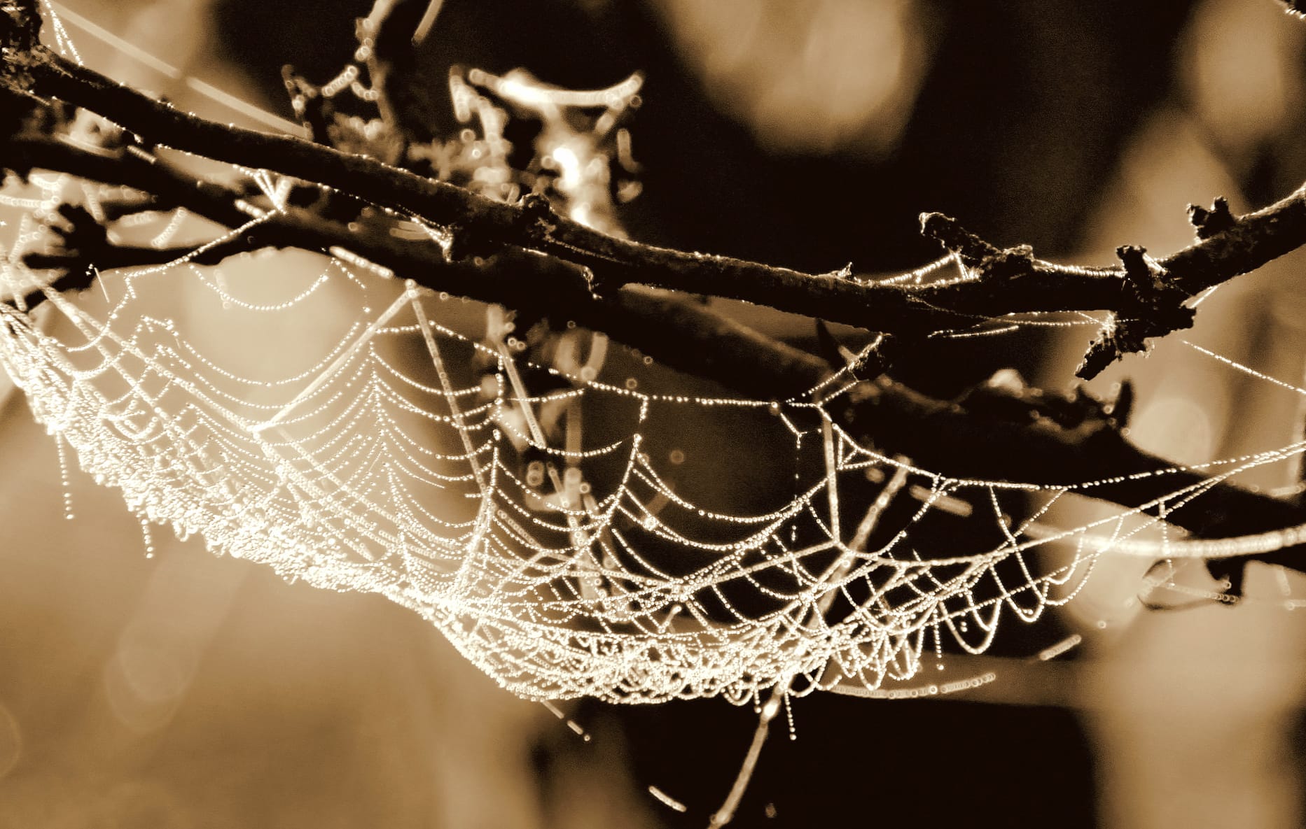 Black & White Bokeh Photography Spider Web wallpapers HD quality