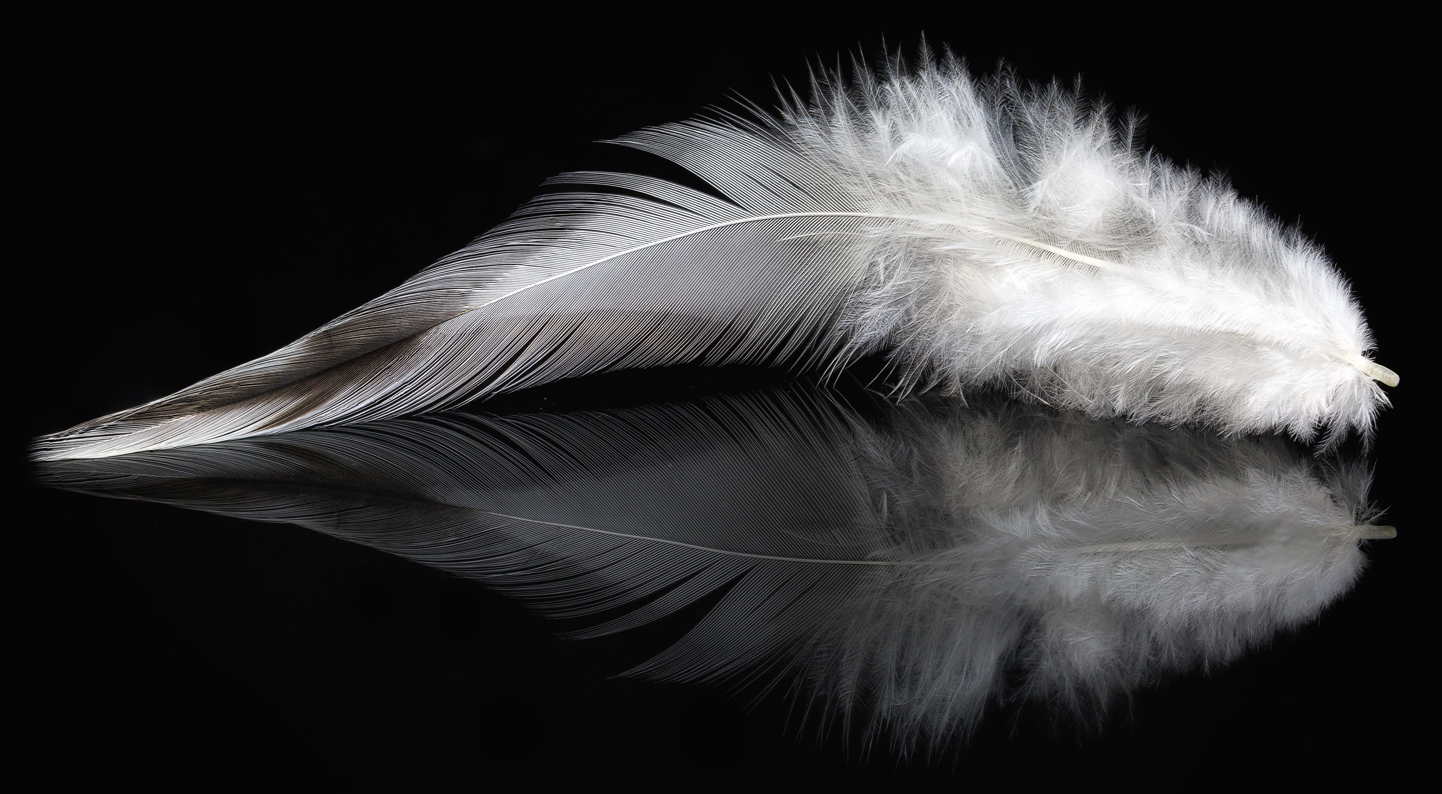 Black Photography Feather wallpapers HD quality