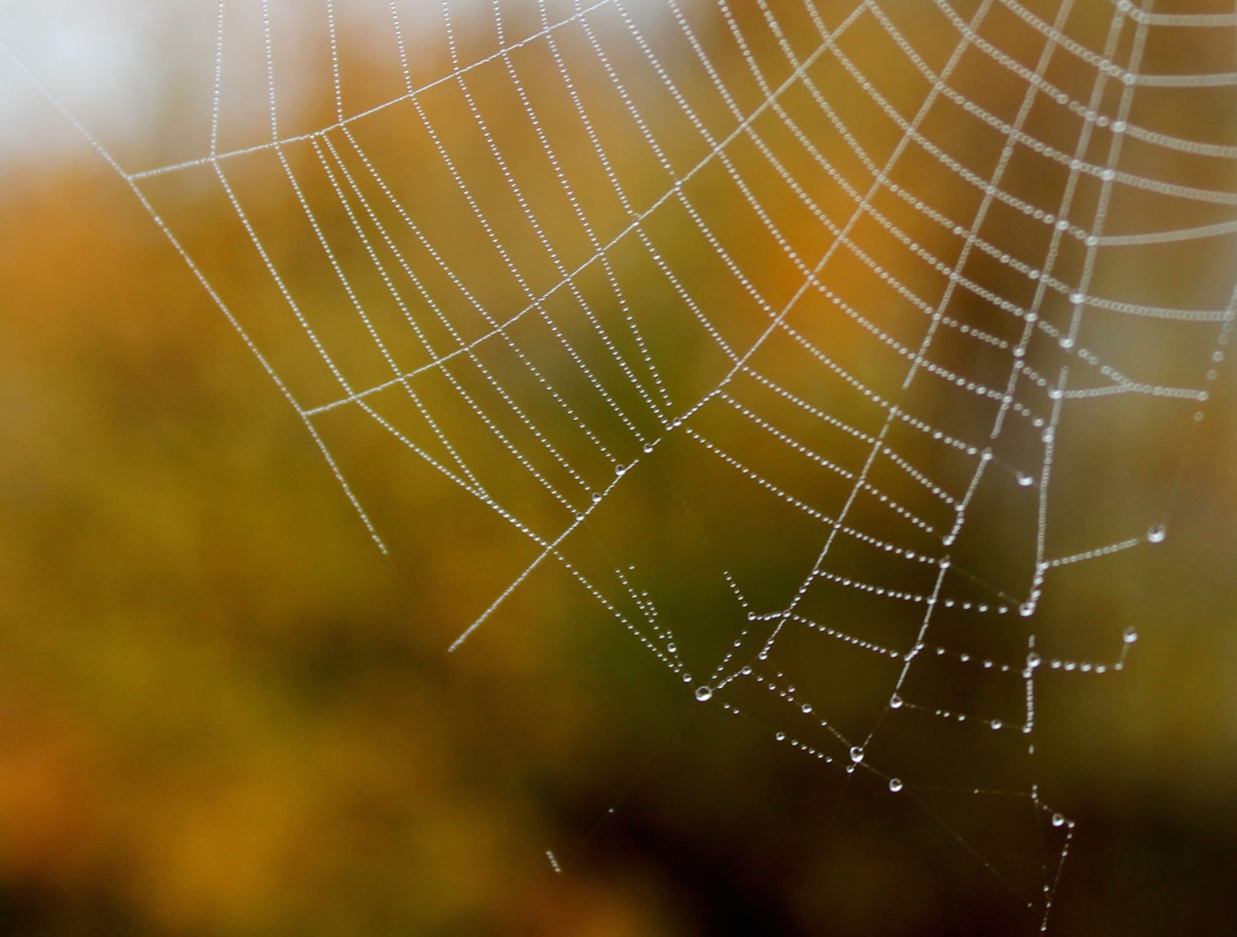 Blur Close-up Water Drop Photography Spider Web wallpapers HD quality