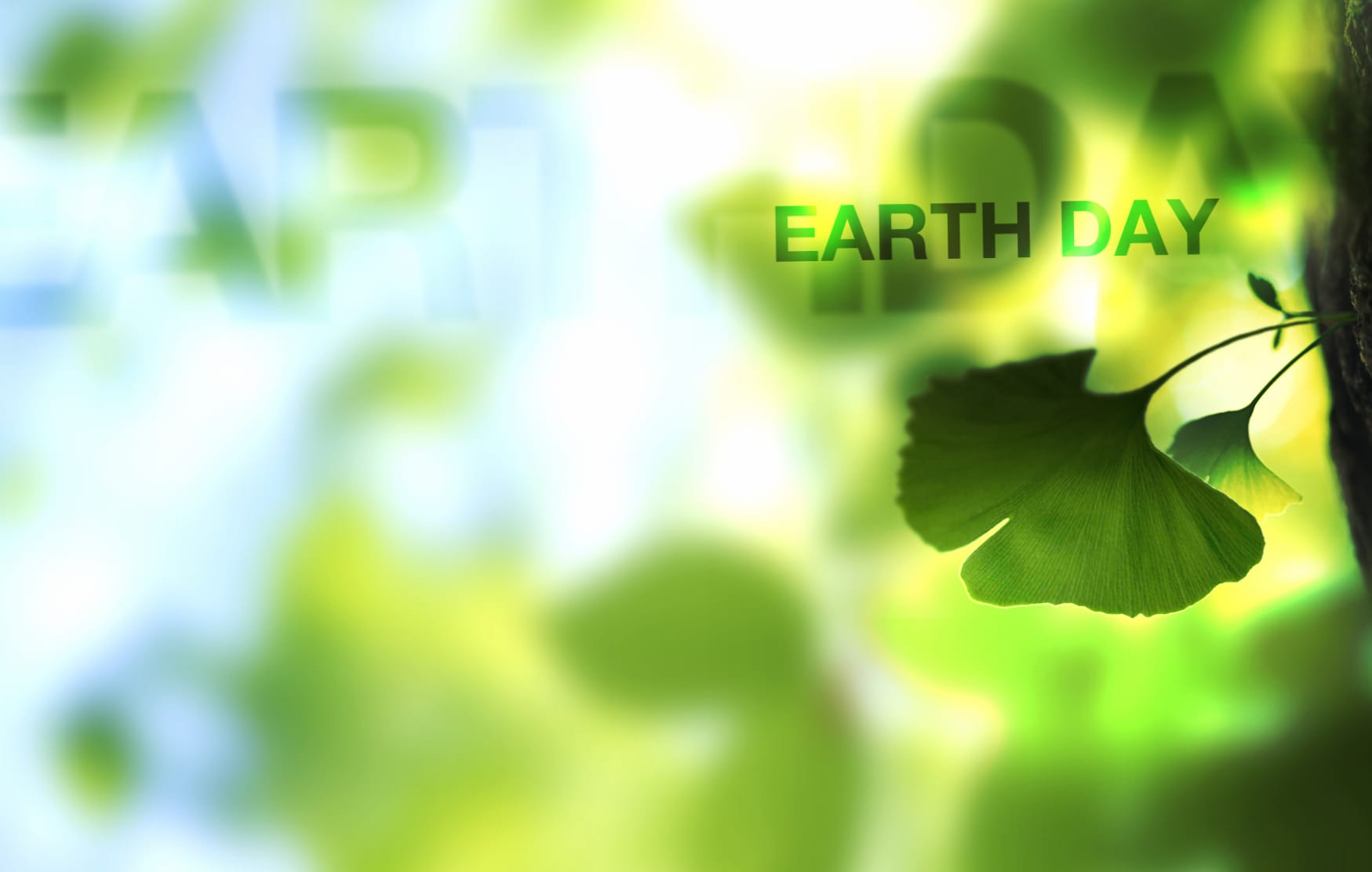 Blur Leaf Holiday Earth Day wallpapers HD quality