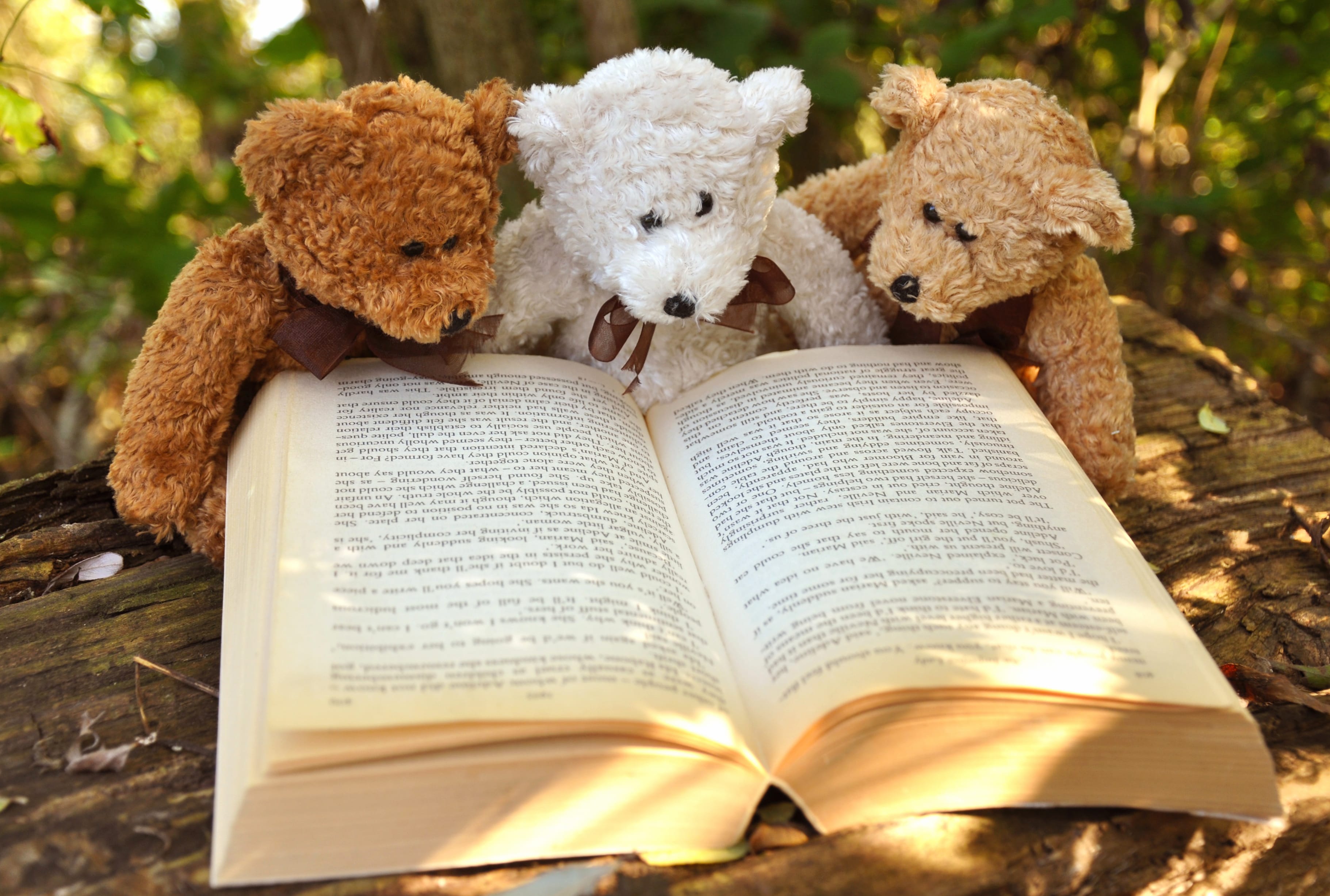 Book Stuffed Animal Teddy Bear Photography Still Life wallpapers HD quality